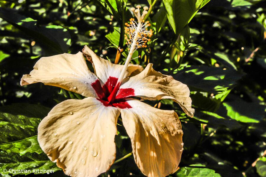 Hibiscus Hibiscus