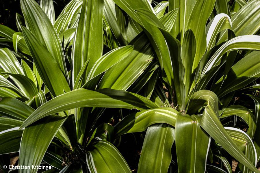 Crinum amabile Crinum amabile