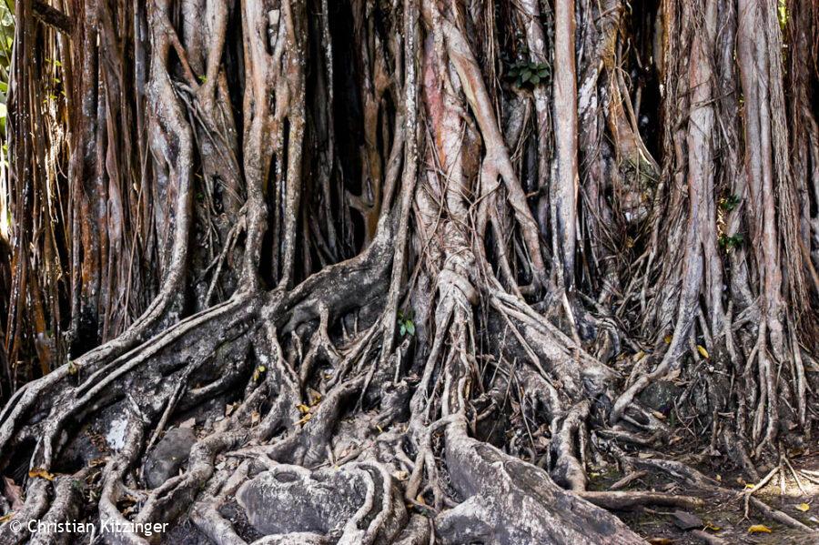 Manglier (palétuvier) Manglier