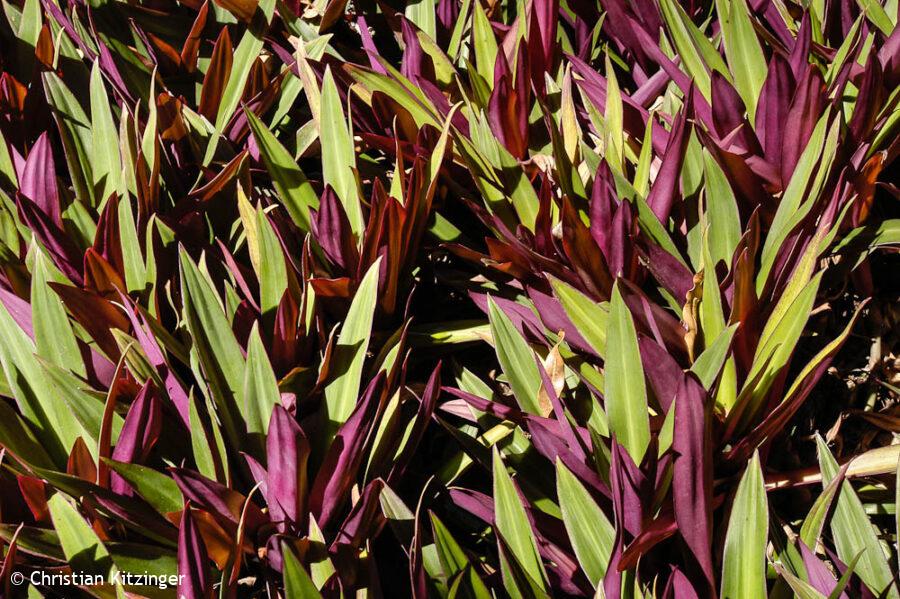 Rhoeo spathacea Rhoeo spathacea