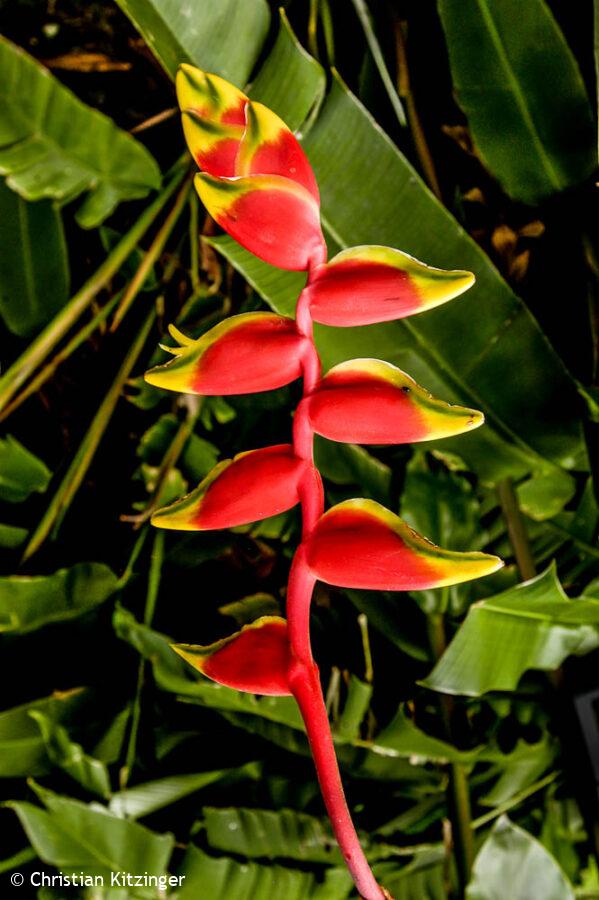 Balisier des Caraïbes, Heliconia Balisier des Caraïbes, Heliconia