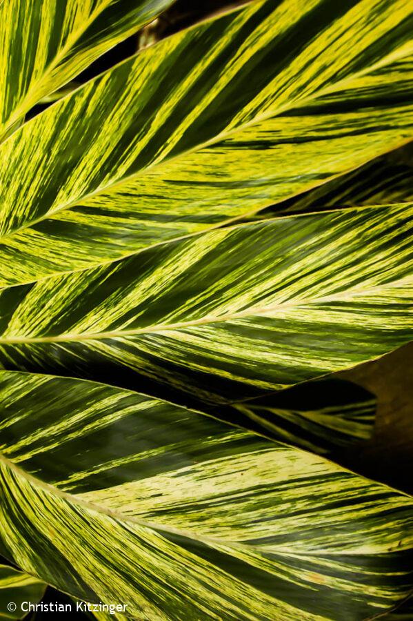 Alpinia zerumbet Alpinia zerumbet