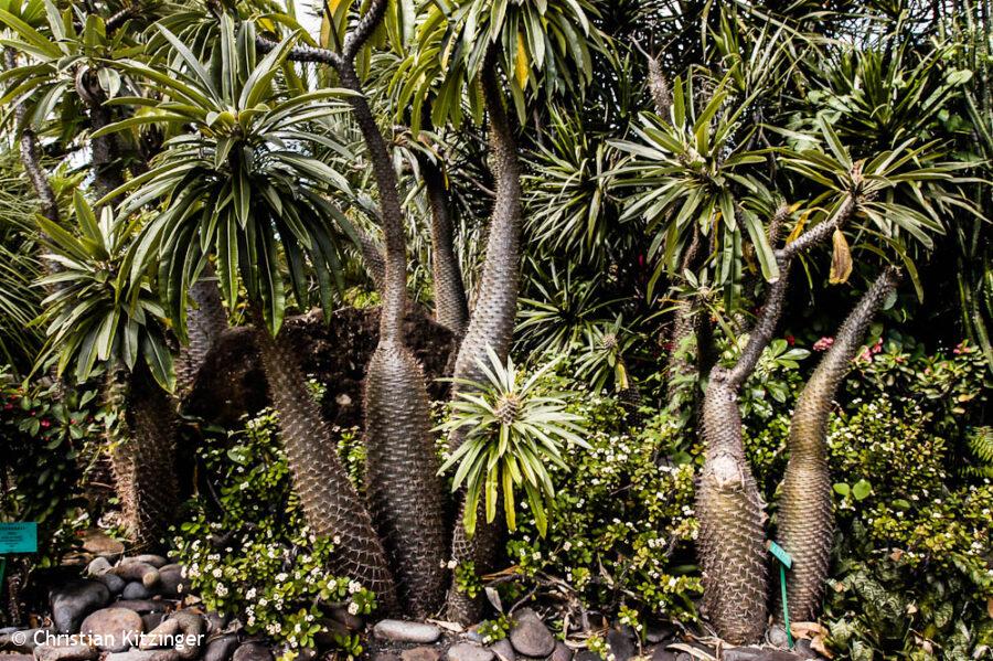 Pachypodium Pachypodium