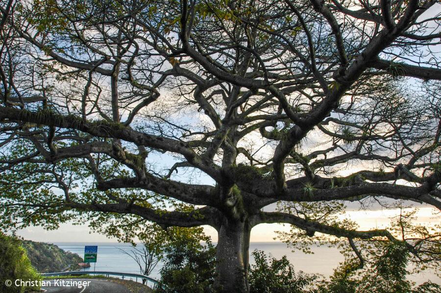 Arbre à kapok Arbre à kapok