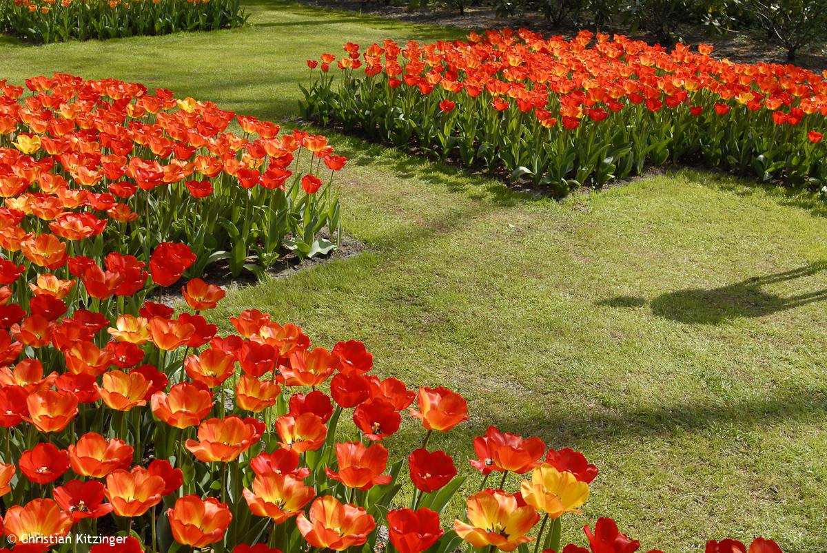 Keukenhof 2013 (Parc floral) Keukenhof 2013 (Parc floral)