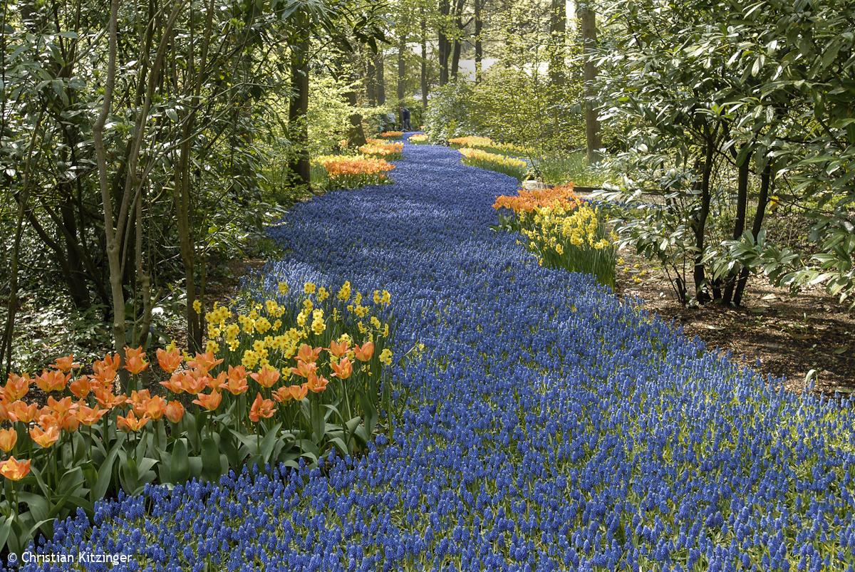 Keukenhof 2013 (Parc floral) Keukenhof 2013 (Parc floral)