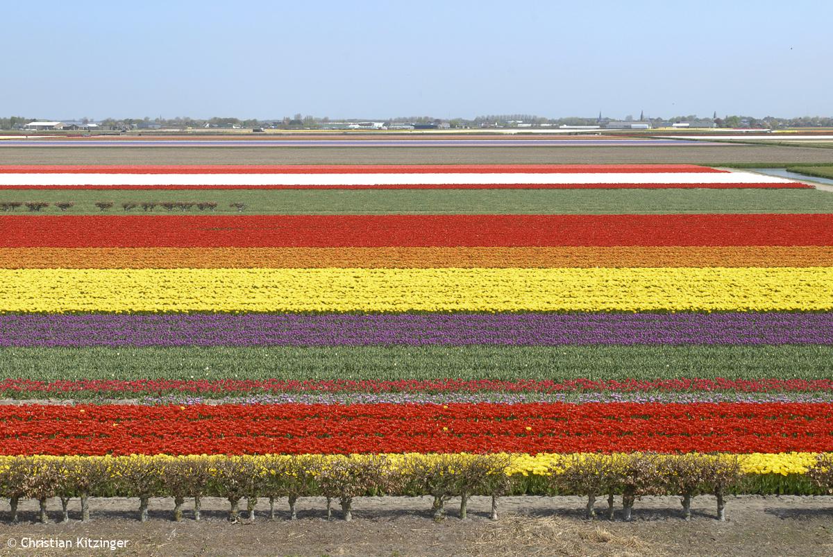 Keukenhof 2013 (Parc floral) Keukenhof 2013 (Parc floral)