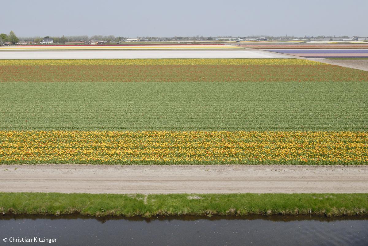 Keukenhof 2013 (Parc floral) Keukenhof 2013 (Parc floral)