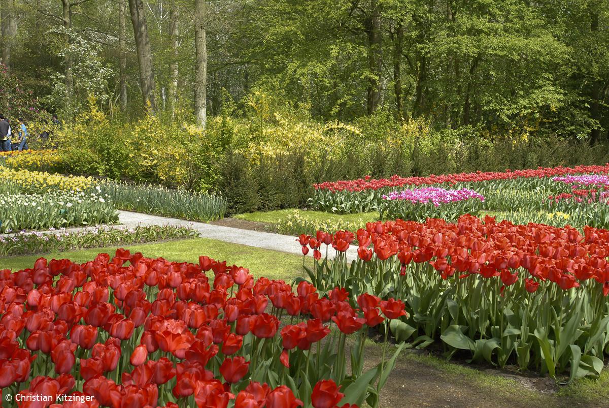 Keukenhof 2013 (Parc floral) Keukenhof 2013 (Parc floral)