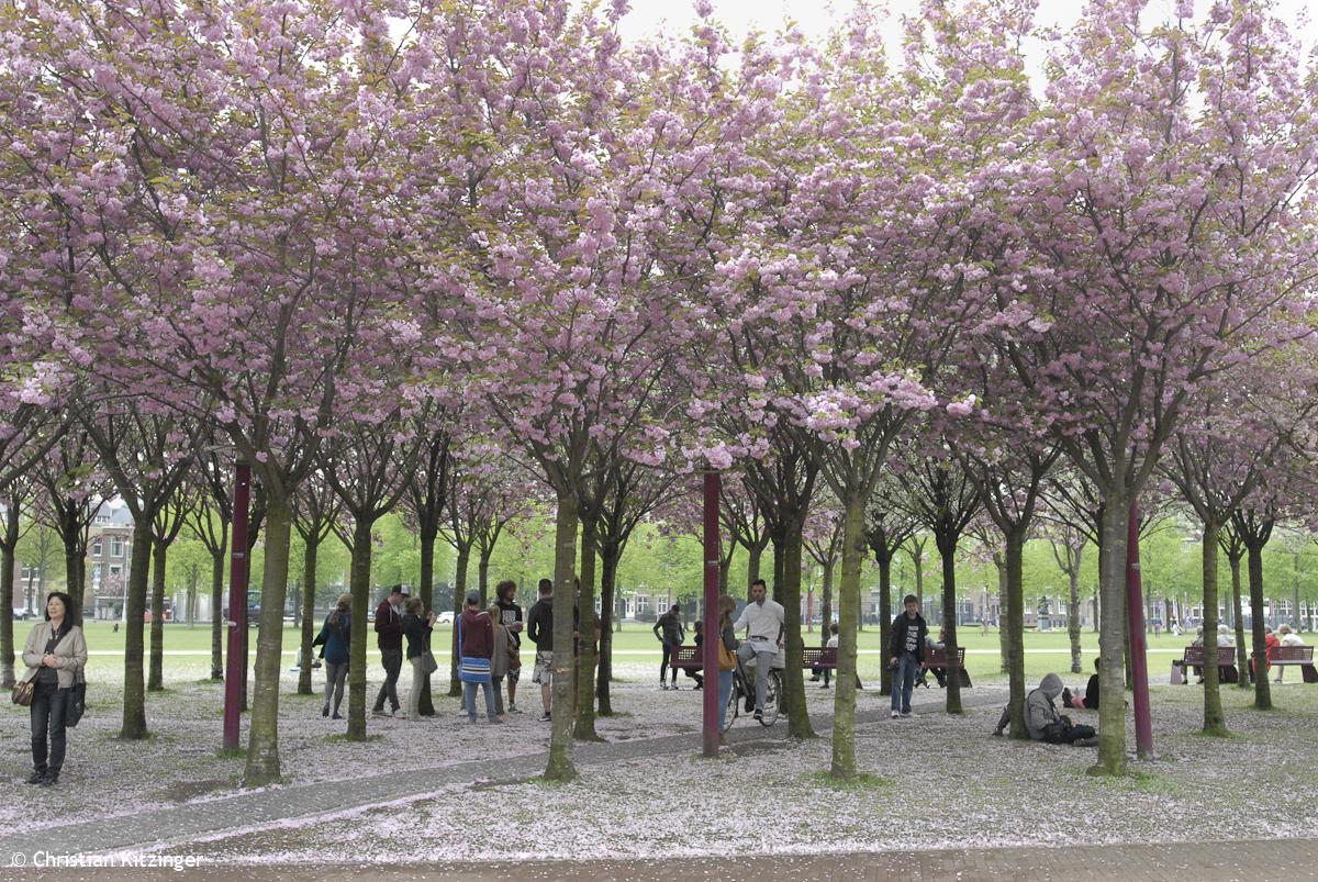 Amsterdam 2013 Amsterdam 2013