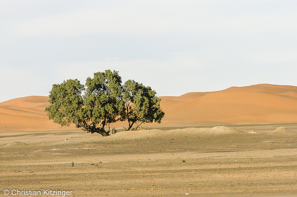 Hassilabied 2007 Hassilabied 2007