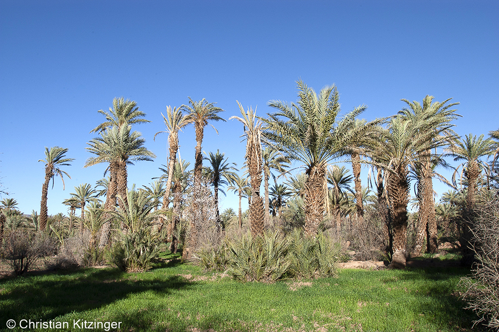 Palmeraie Agdz 2007 Palmeraie Agdz 2007