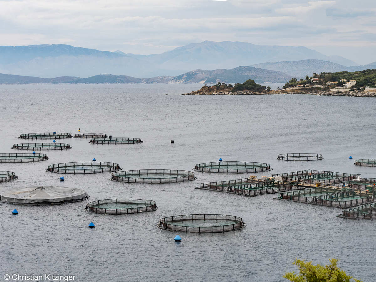 Pisciculture près de Kassiopi
